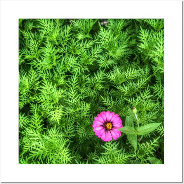 Pink Zinnia flower on yellow cosmos bush Wall Art by FOGSJ